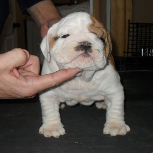 puppy
